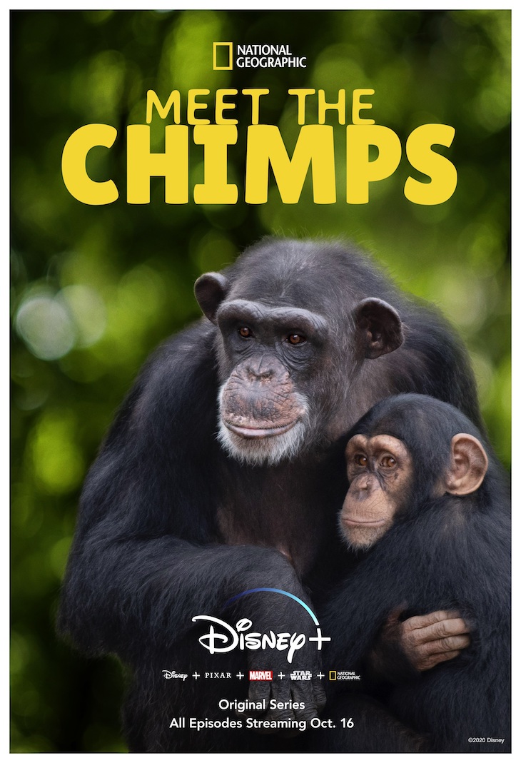 Key art for Disney+/Nat Geo's 'Meet the Chimps'